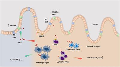 Pathophysiologic Role of Neurotransmitters in Digestive Diseases